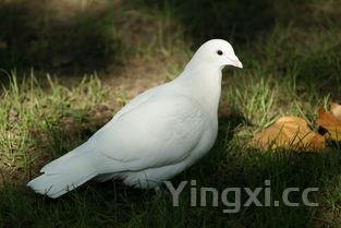 白酒鉴定师挣钱吗?收入情况及影响因素全解析