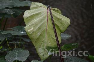 在家怎么生绿豆芽,需要避光吗,每天换几次水?,自己在家怎么生绿豆芽