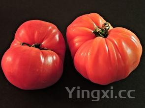 炒菜大全的做法大全图 菜谱,炒菜大全家常菜大全菜谱