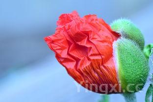 奥尔良烤鸡翅热量,奥尔良烤鸡翅