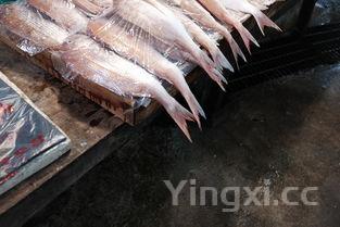 简单家常带鱼的做法,家常带鱼的做法大全