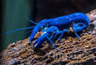 蓝龙虾多少钱一斤，龙虾多少钱一斤市场价2025