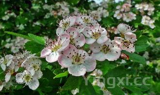 做包子的步骤和食材，做包子的步骤