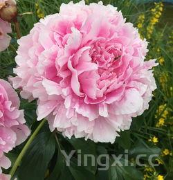 喝多白酒后心脏会跳得快吗？探究白酒对心脏跳动速率的影响