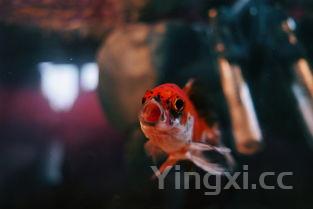 五谷豆浆是哪5种，五谷豆浆