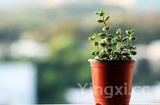 100种野菜,100种野菜名