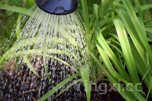 在家怎么生绿豆芽,需要避光吗,每天换几次水?,自己在家怎么生绿豆芽