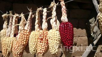 干蒜腌制糖醋蒜的正确方法,老蒜可以腌糖蒜吗