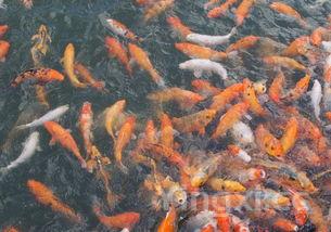 最干净的三种鱼,六种人不宜吃鲫鱼