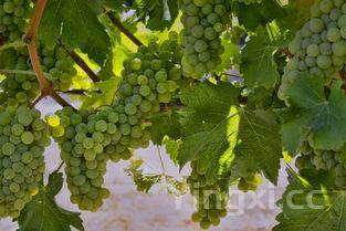 葡萄酒制作工艺流程图,葡萄酒制作