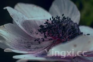 新鲜桂花怎么处理才能食用,需要特殊清洗或加工吗?,新鲜桂花怎么处理