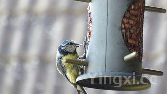 土耳其烤肉做法,土耳其烤肉制作