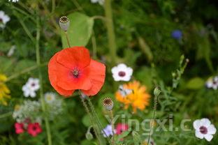100种野菜,100种野菜名