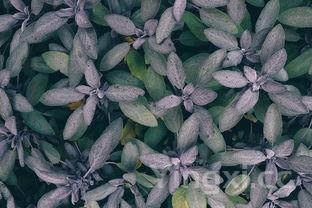 红薯叶怎么做好吃,晒干的红薯叶怎么做好吃