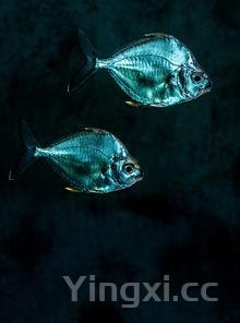 冷冻鲷鱼片的做法,冷冻鲷鱼片是什么鱼