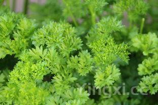 香菜对男性功能有影响吗,吃香菜的好处和坏处