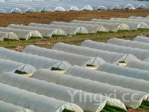 豆芽苗怎么种植方法,豆芽的种植方法