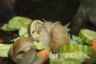 银耳西兰花，银耳西兰花胡萝卜能一起吃么