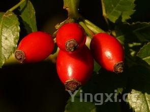 100种水果大全，100种水果大全单词