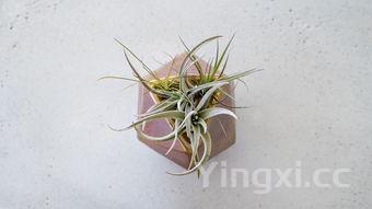 虫草花多少钱一斤的简单介绍