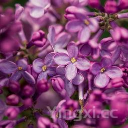 槐花治什么病效果最好，槐花能起什么作用
