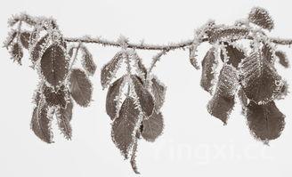 茴香,茴香怎么读