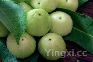 番石榴叶的功效与作用，番石榴